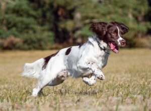 Английский спрингер-спаниель:характеристики породы собак и уход за ними