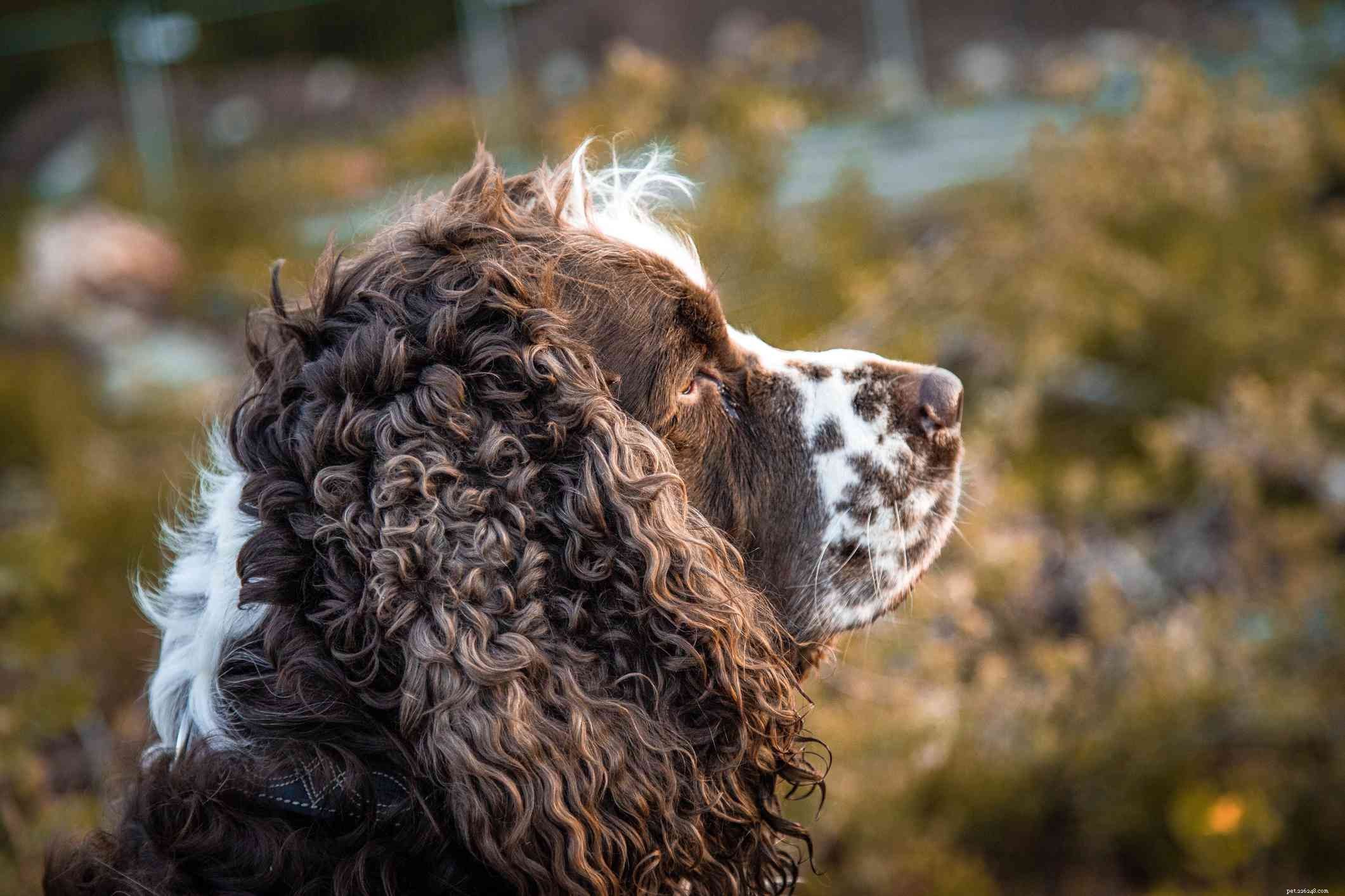Engelse springerspaniël:kenmerken en verzorging van hondenrassen