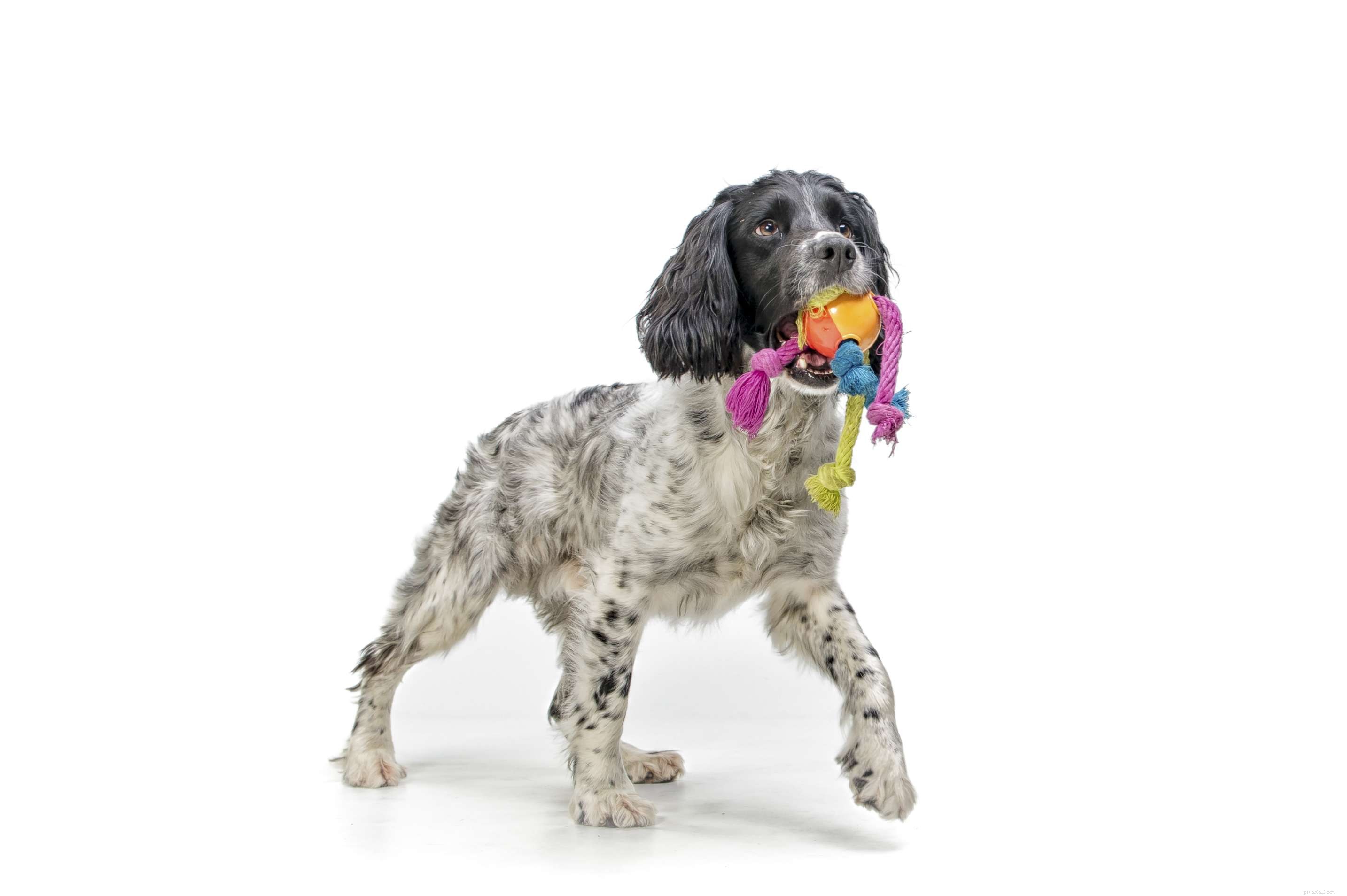 English Springer Spaniel:caratteristiche e cure della razza canina