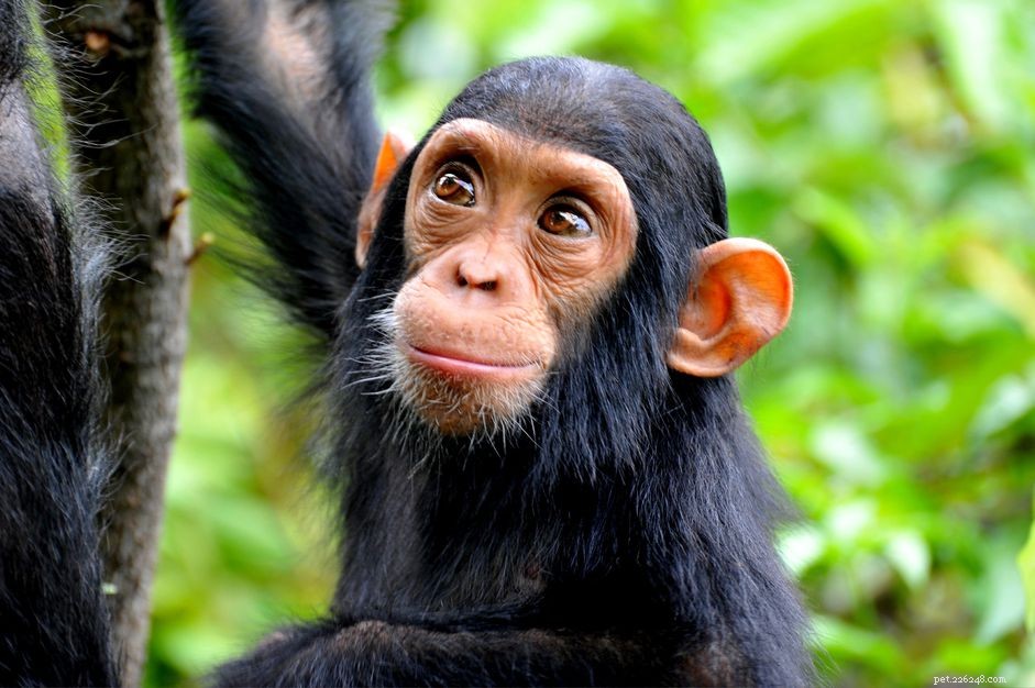 Bör du ha en schimpans som husdjur?