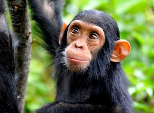 침팬지를 애완동물로 키워야 합니까?