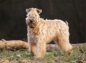 Soft Coated Wheaten Terrier:Profil psího plemene