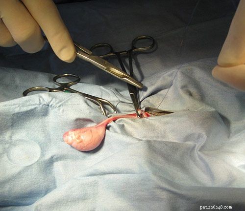 Tout sur la procédure chirurgicale pour stériliser un chien