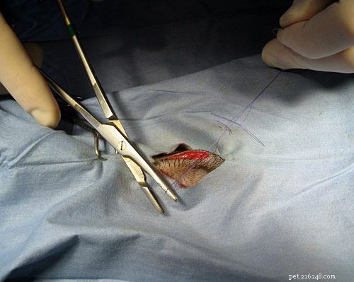 Tout sur la procédure chirurgicale pour stériliser un chien