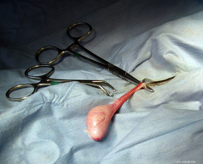 Tutto sulla procedura chirurgica per castrare un cane
