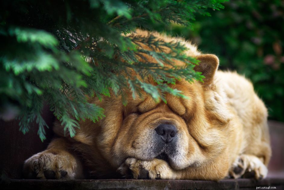 Чау-чау:характеристики породы собак и уход за ними