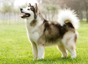アラスカンマラミュート：犬の品種の特徴とケア 
