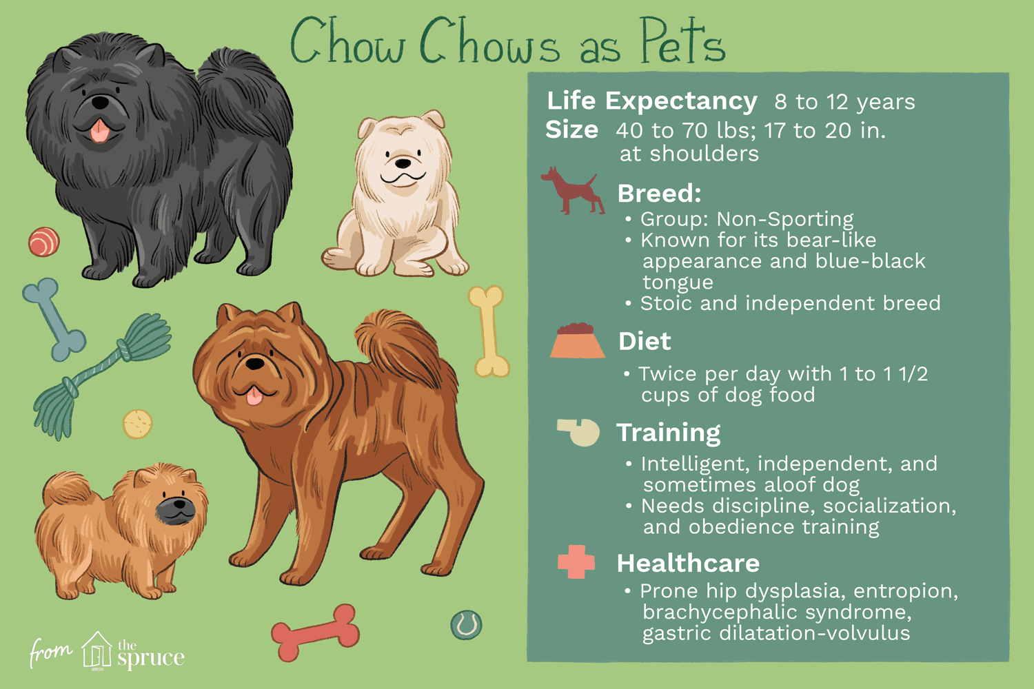 Chow Chow :caractéristiques et soins des races de chiens