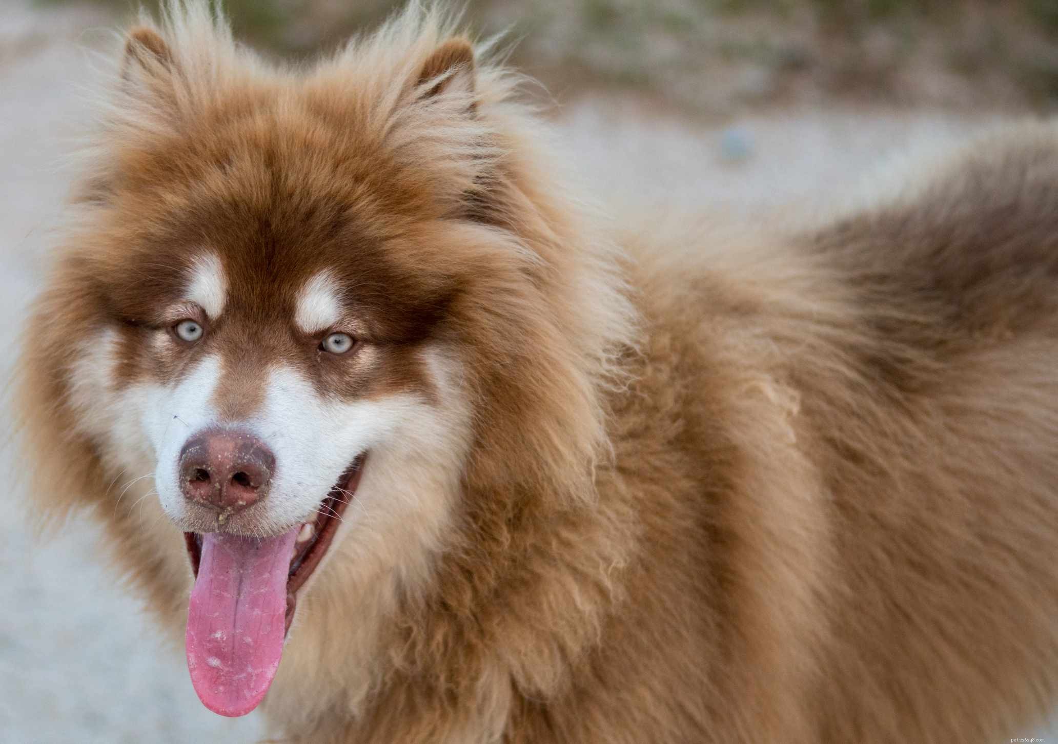Aljašský malamut:Charakteristika a péče o plemeno psů