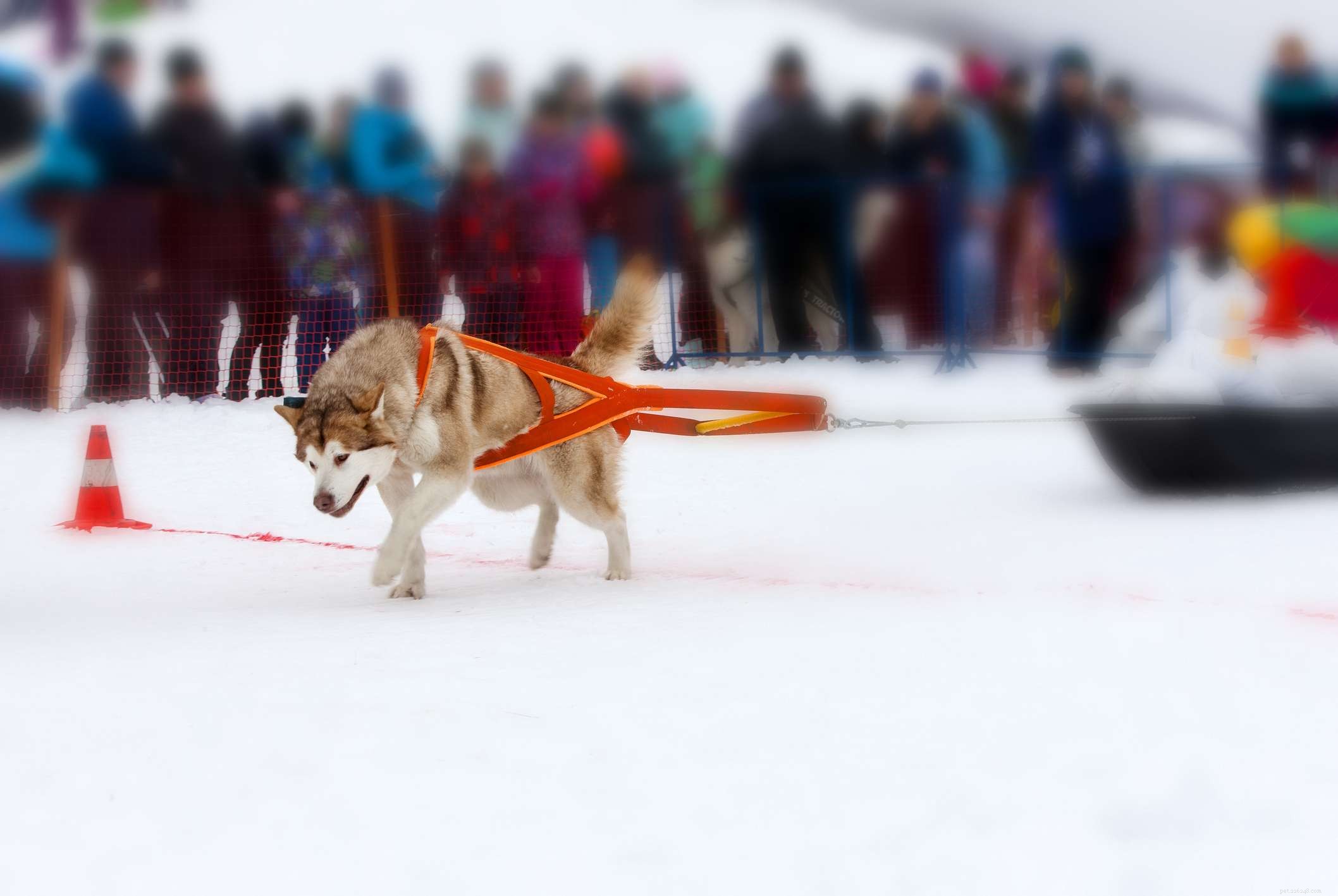 Aljašský malamut:Charakteristika a péče o plemeno psů