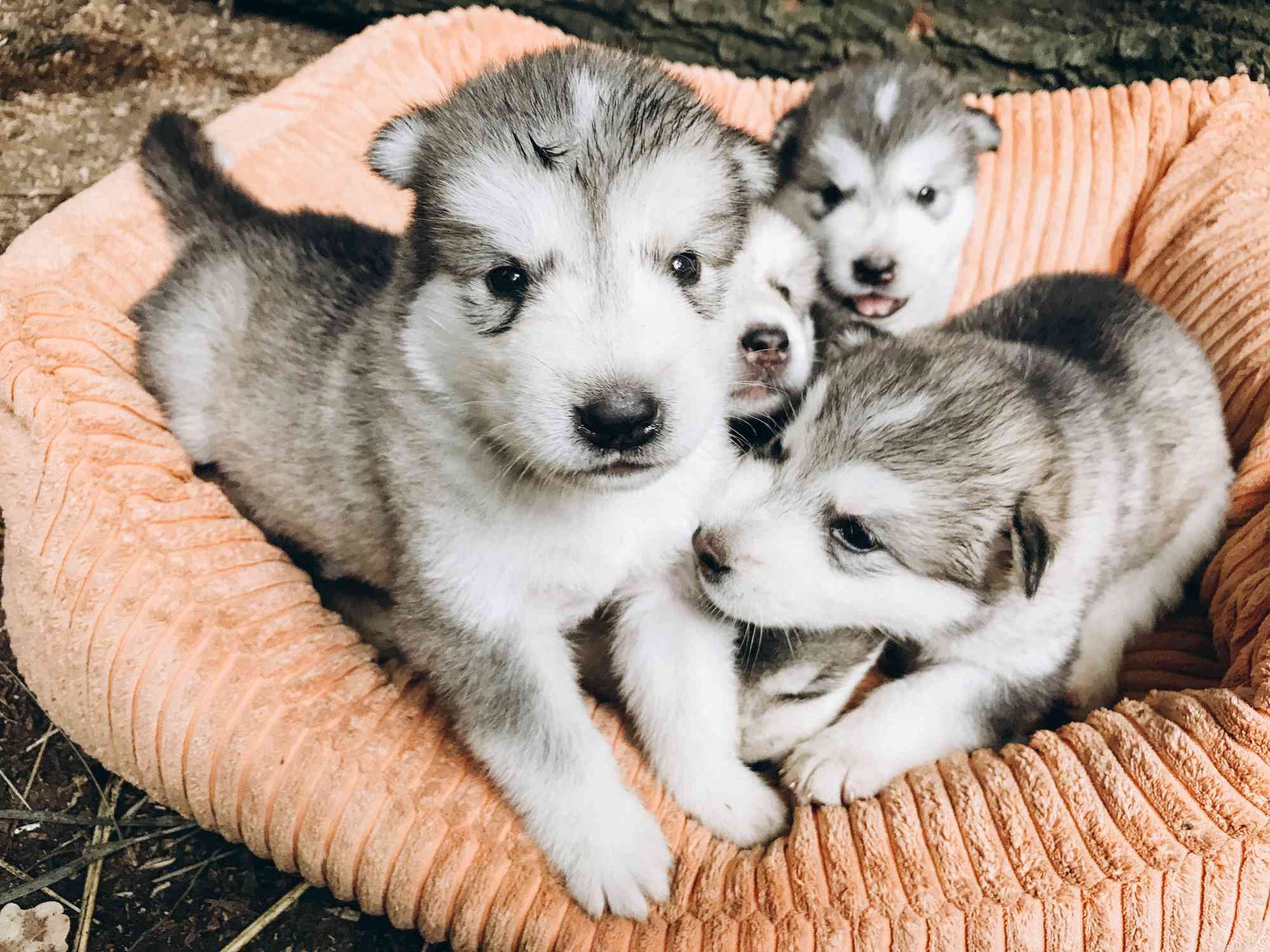 Alaskan Malamute:kenmerken en verzorging van hondenrassen