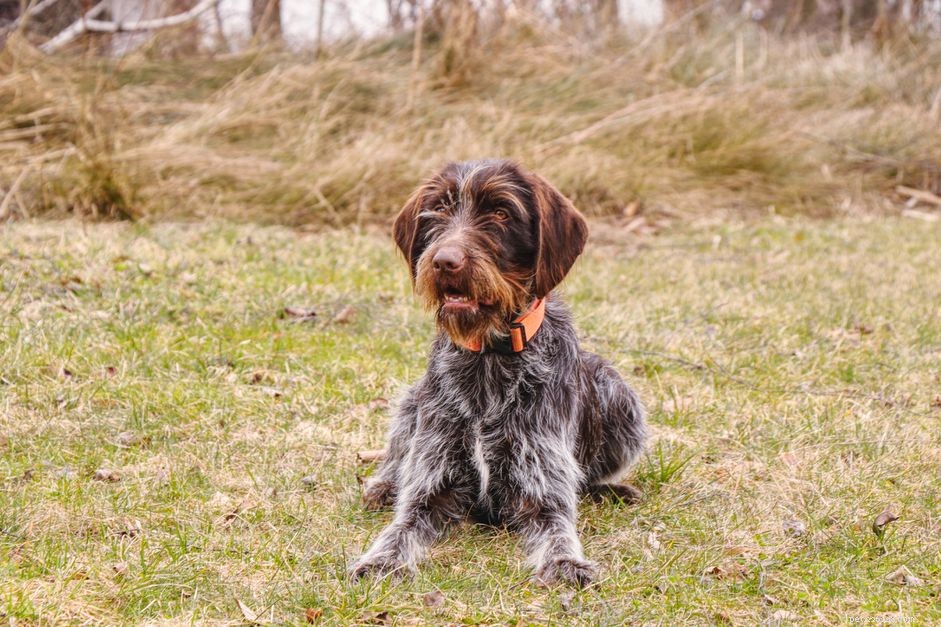 Wirehaired Pointing Griffon:품종 특성 및 관리