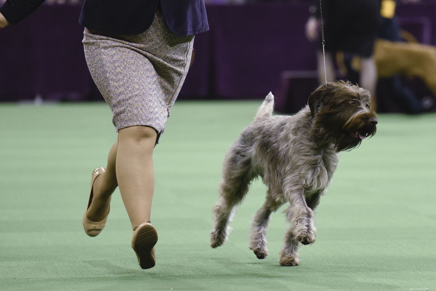 Wirehaired Pointing Griffon:품종 특성 및 관리