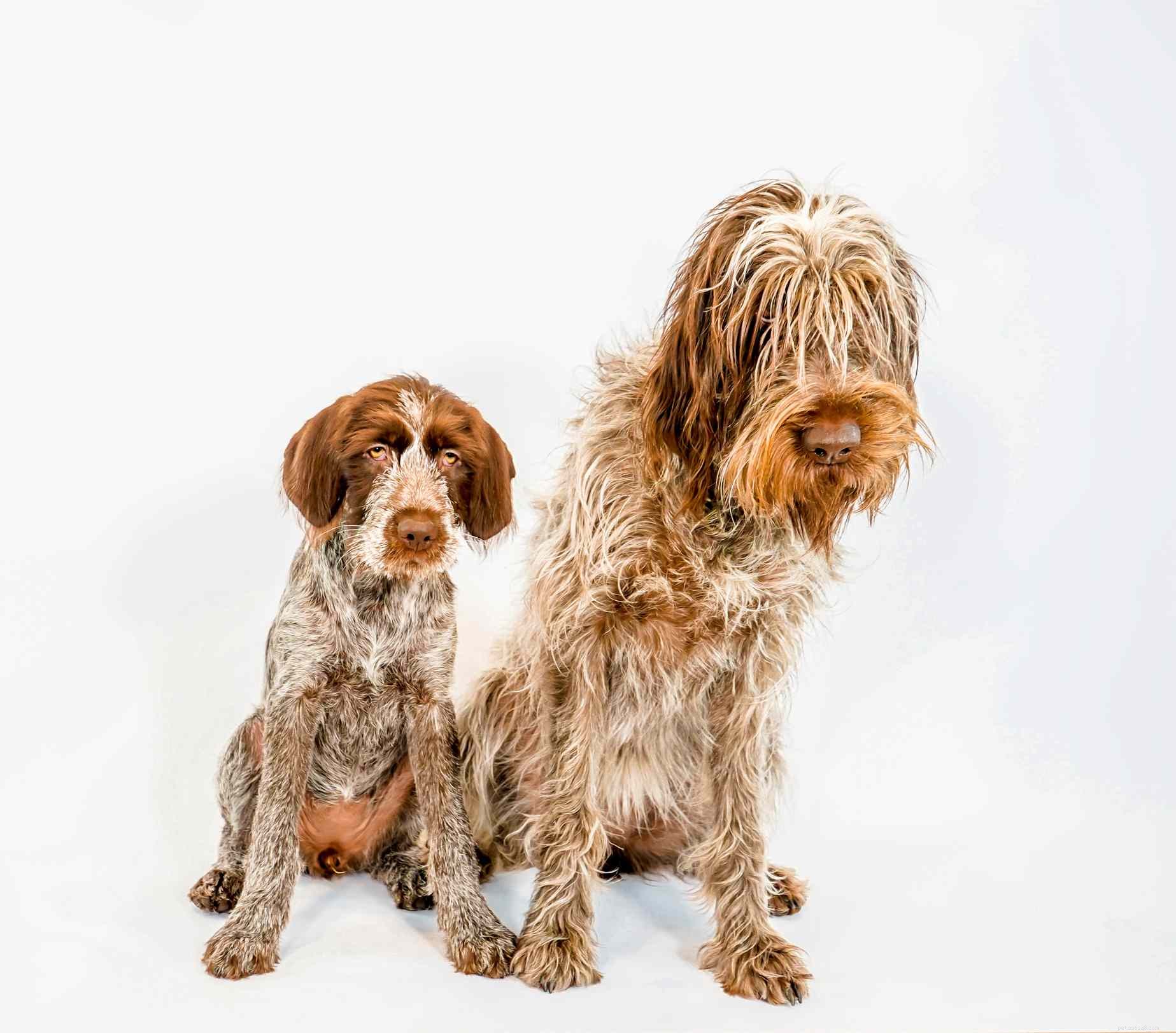 Wirehaired Pointing Griffon:Breed Characteristics &Care