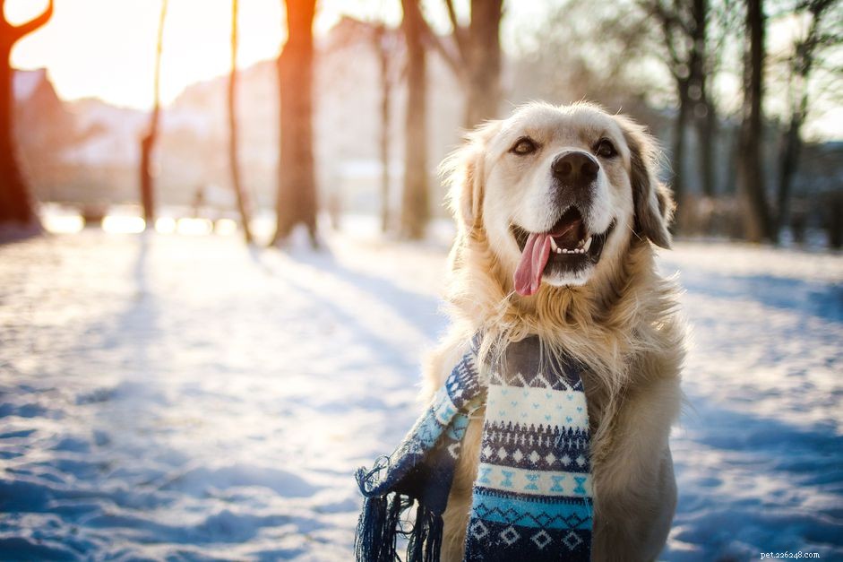 冬にあなたの犬をアクティブに保つ6つの方法 