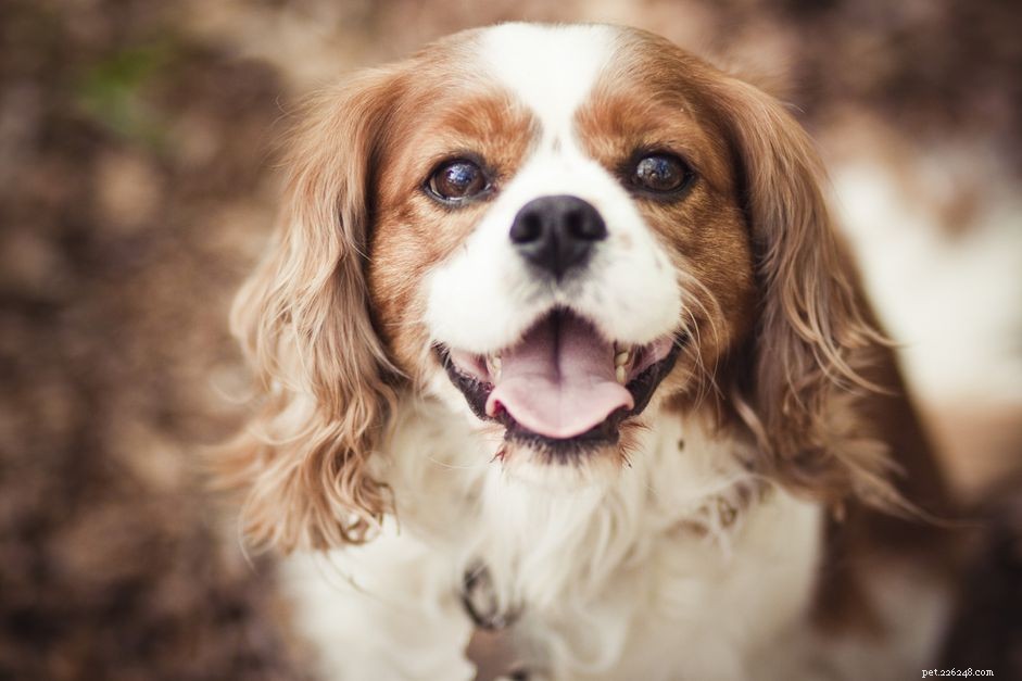 Cavalier King Charles Spaniel:kenmerken en verzorging van hondenrassen