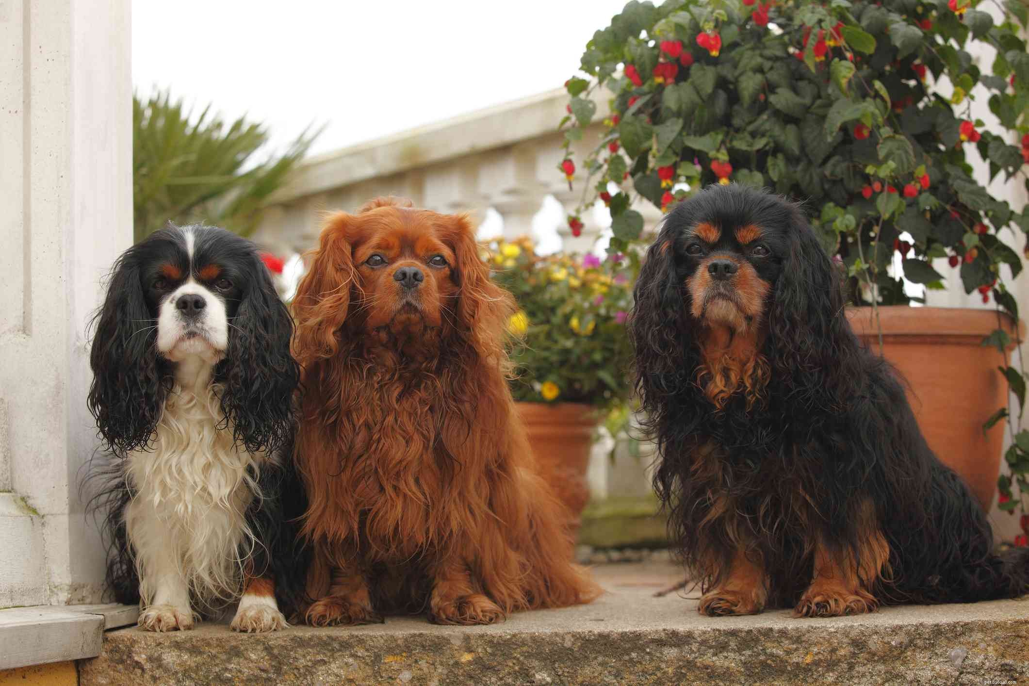 Кавалер-кинг-чарльз-спаниель:характеристики породы собак и уход за ними