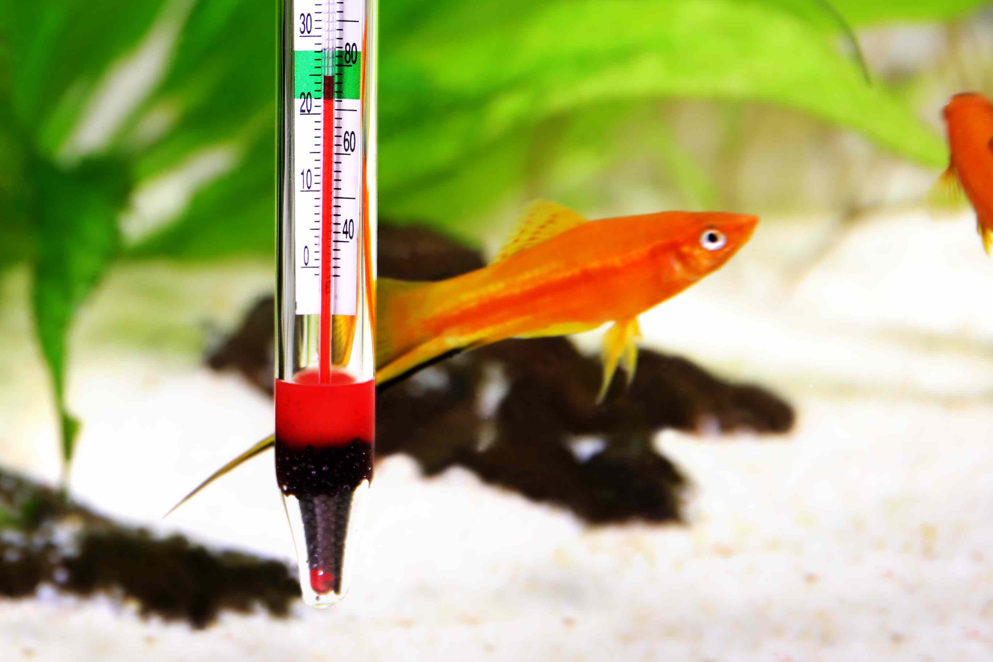 Типы аквариумных термометров