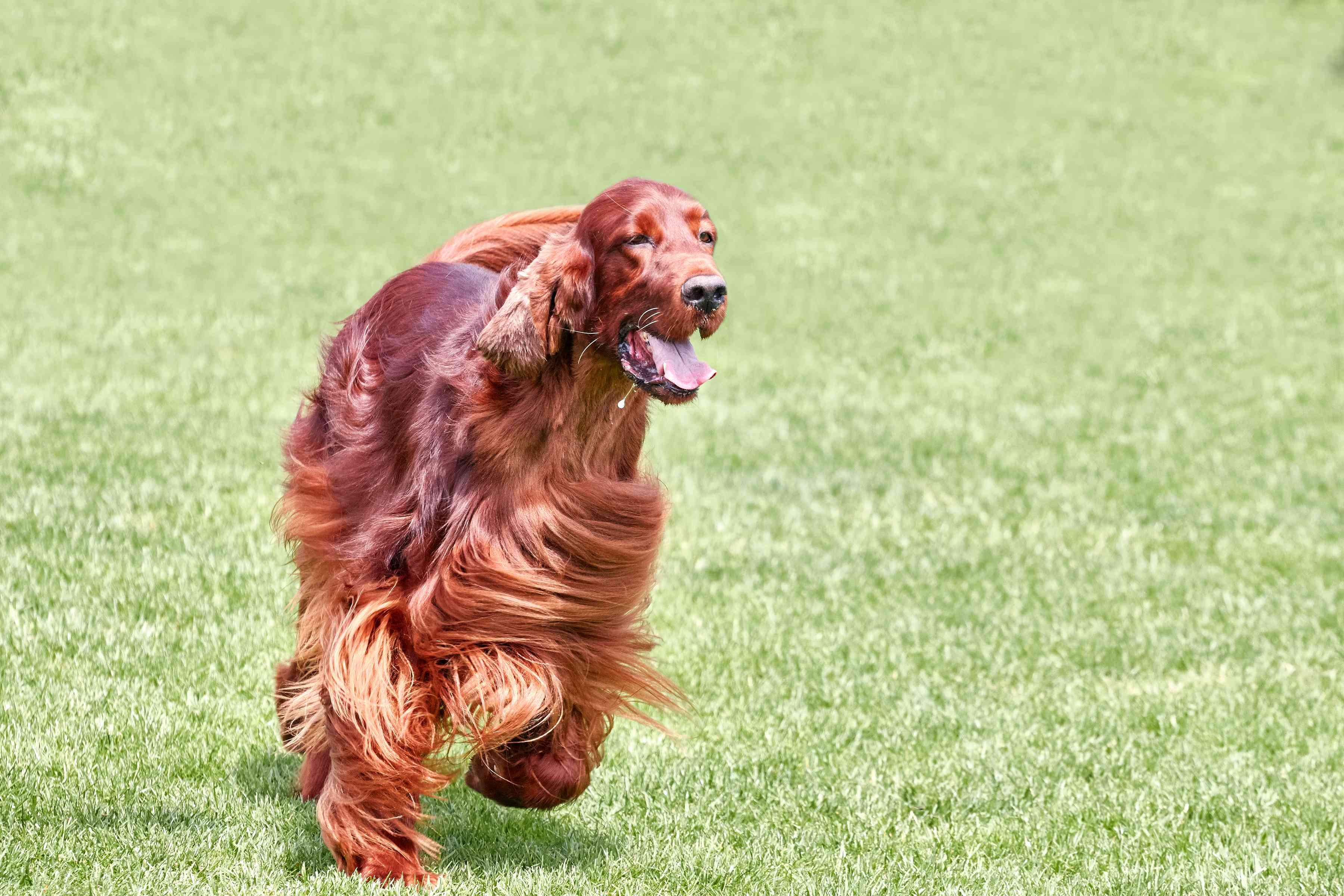Setter irlandese (setter rosso):caratteristiche e cure della razza canina