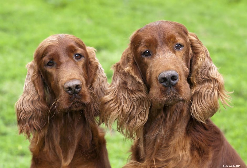 Ирландский сеттер (красный сеттер):характеристики породы собак и уход