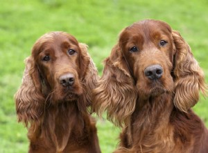 Ирландский сеттер (красный сеттер):характеристики породы собак и уход