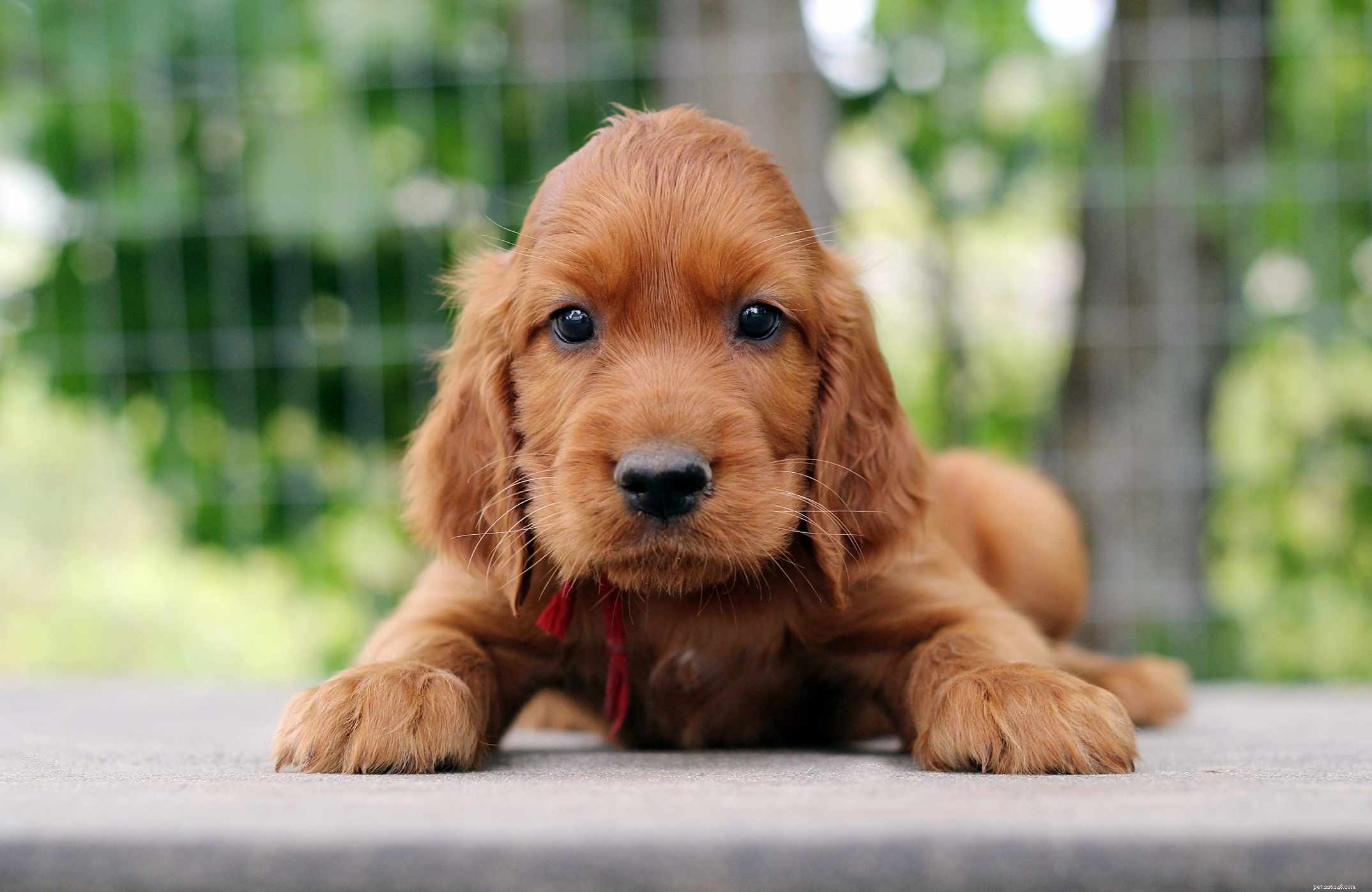 아일랜드 세터(레드 세터):개 품종 특성 및 관리