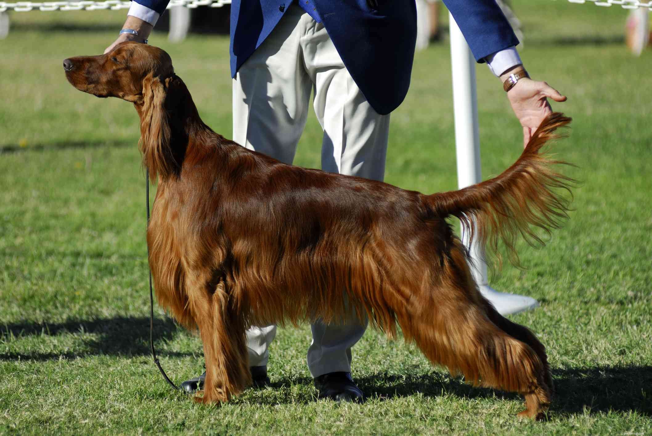 Setter irlandais (Setter rouge) :caractéristiques et soins de la race de chien