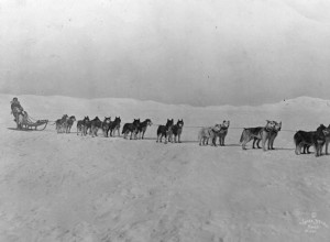 Husky sibérien :caractéristiques et soins des races de chiens