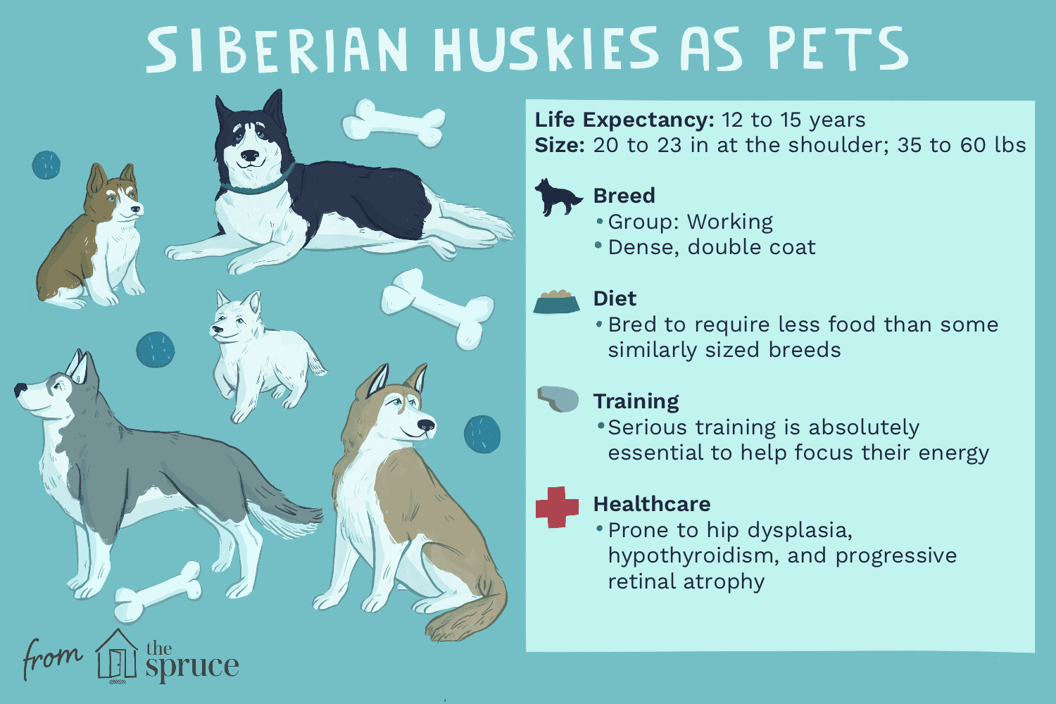 Husky sibérien :caractéristiques et soins des races de chiens