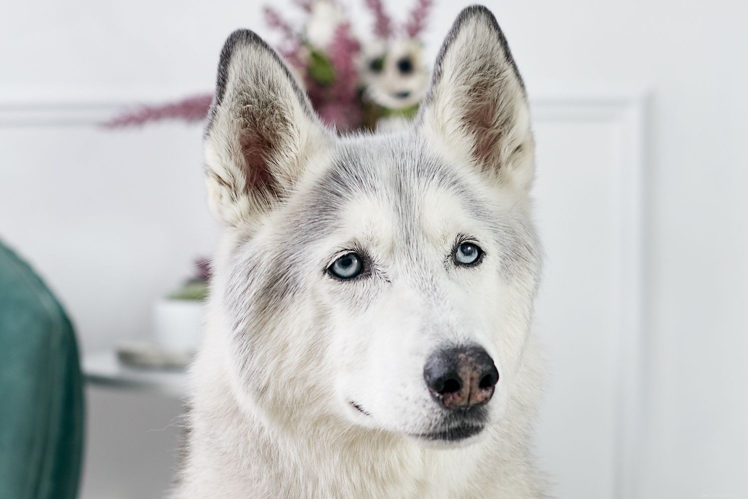 Сибирский хаски:характеристики породы собак и уход