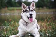 Husky siberiano:caratteristiche e cure della razza canina