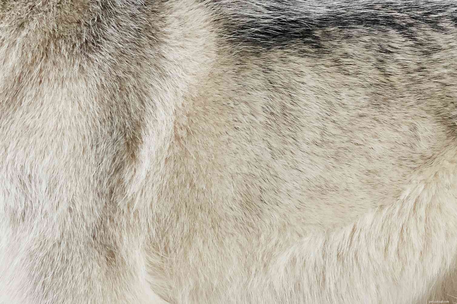 Siberian Husky:Hundras egenskaper och skötsel