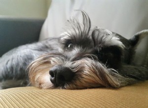 Schnauzer standard :caractéristiques et soins des races de chiens