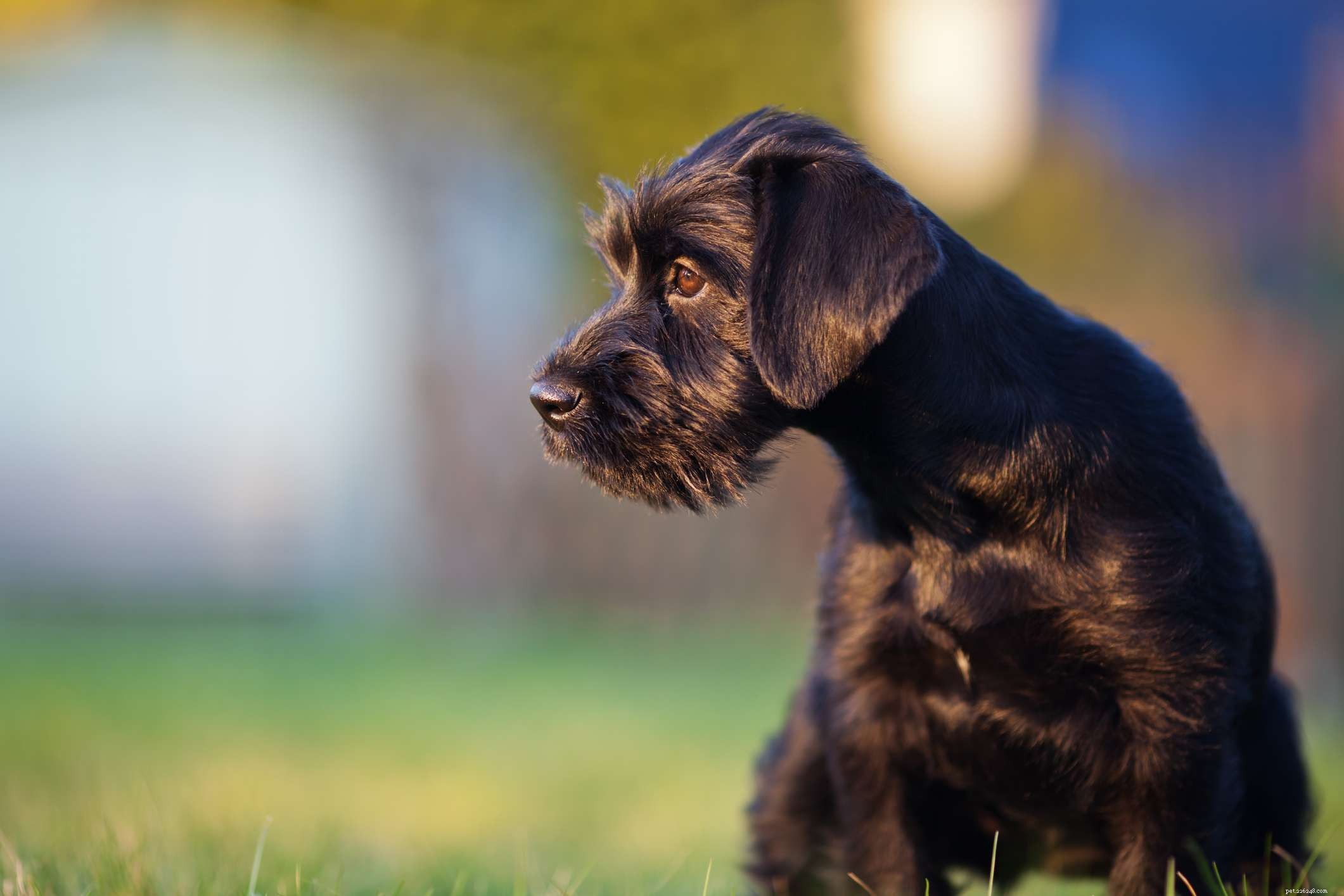 Стандартный шнауцер:характеристики породы собак и уход за ними