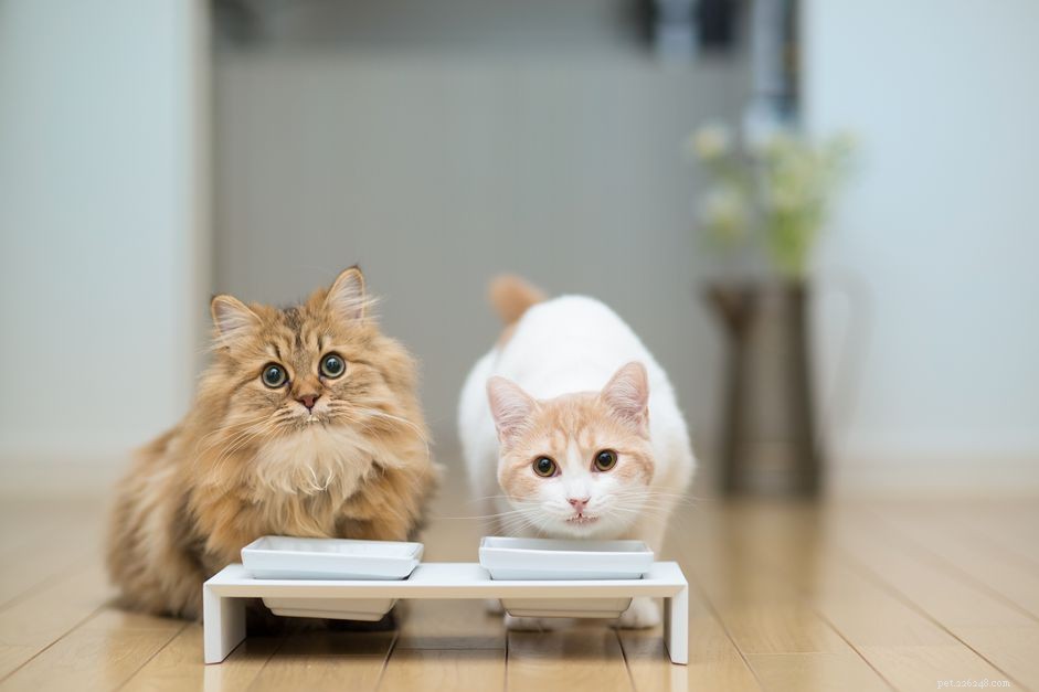 우유는 실제로 고양이가 마셔도 건강에 좋은가요?