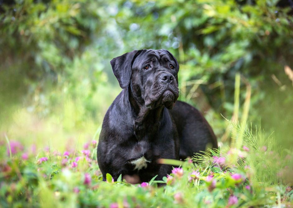 Cane Corso:características e cuidados da raça do cão