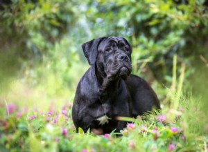 Cane Corso:Charakteristika a péče o plemeno psů