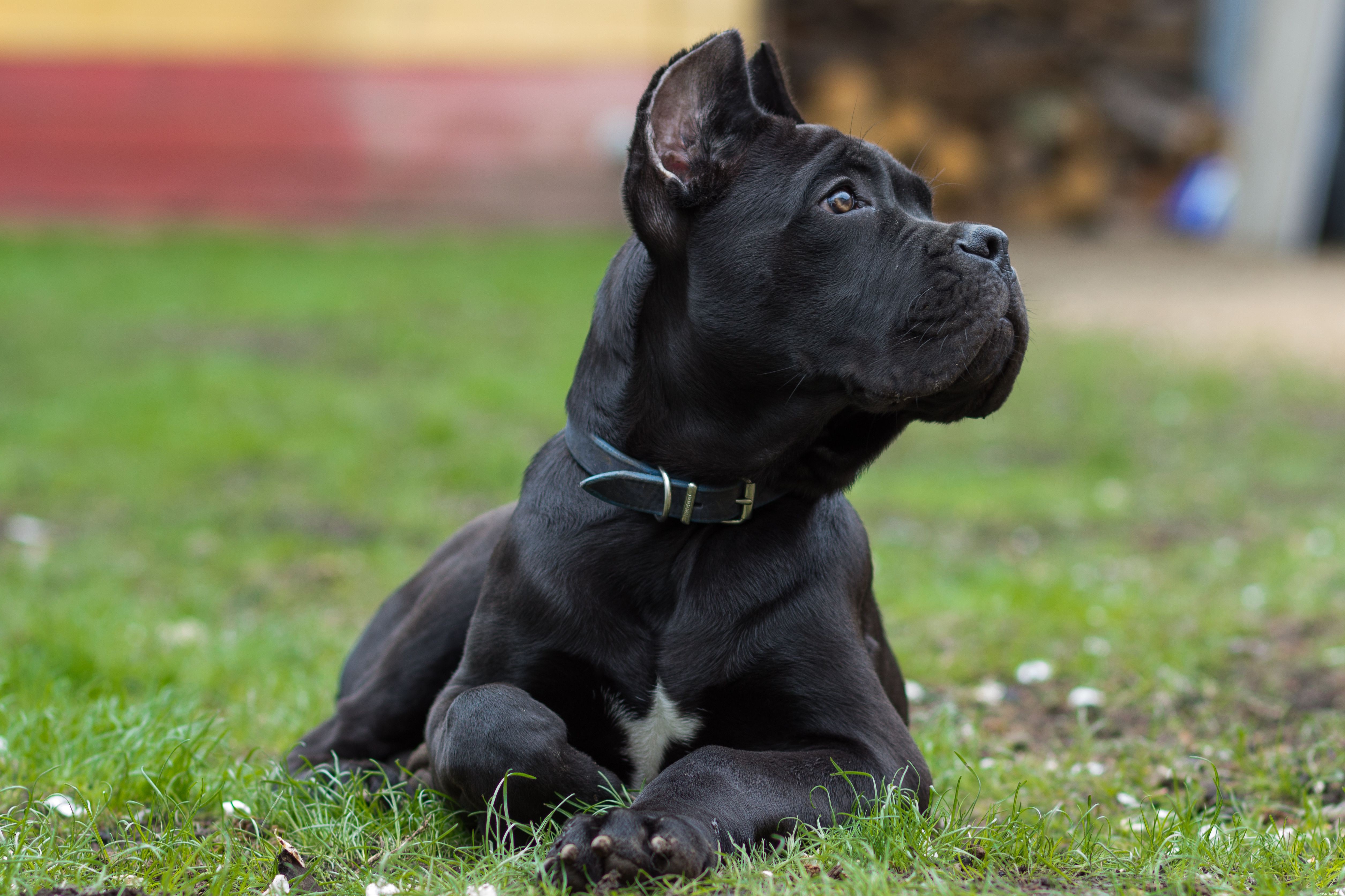 Cane corso :caractéristiques et soins de la race de chien