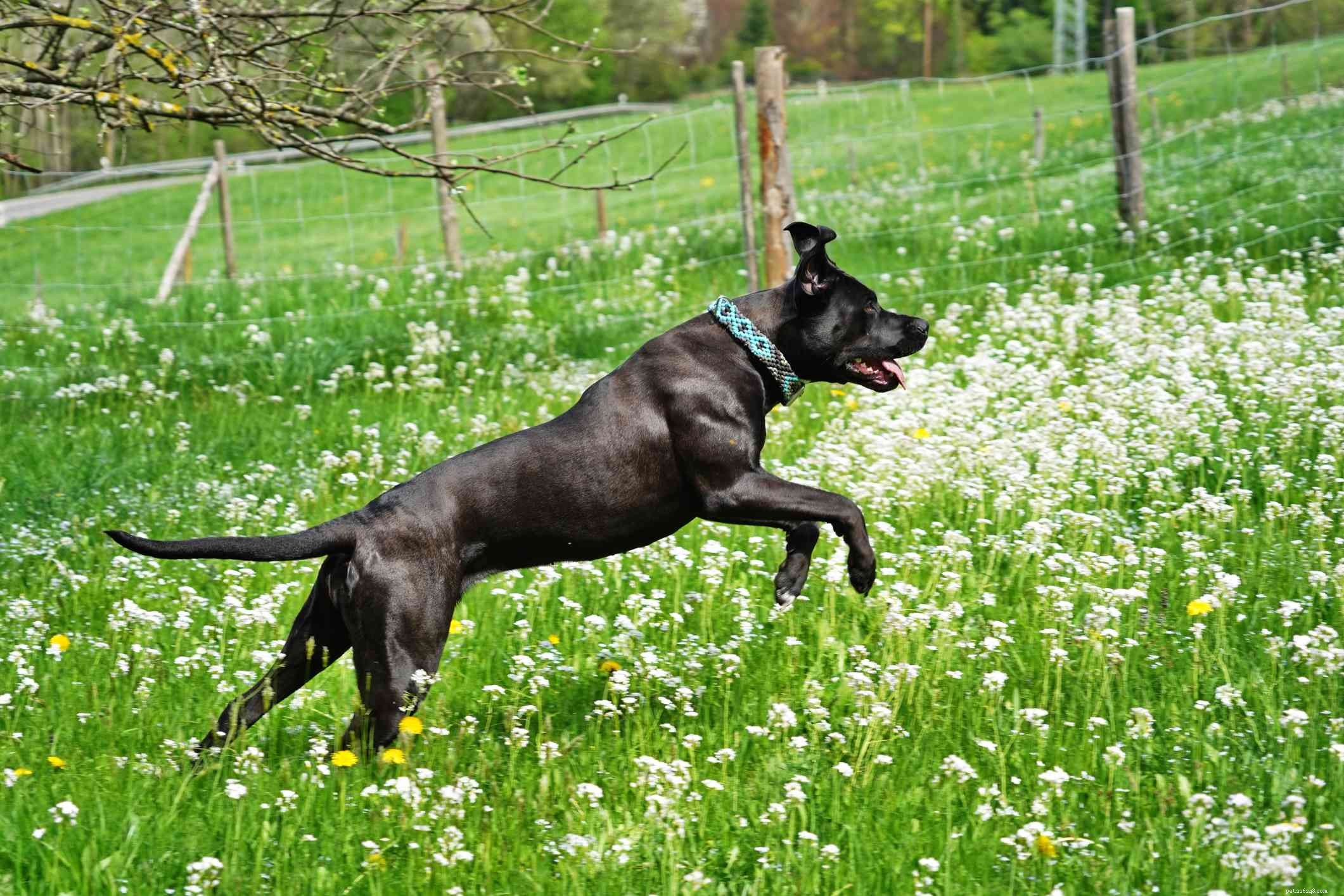 Кане-корсо:характеристики породы собак и уход за ними