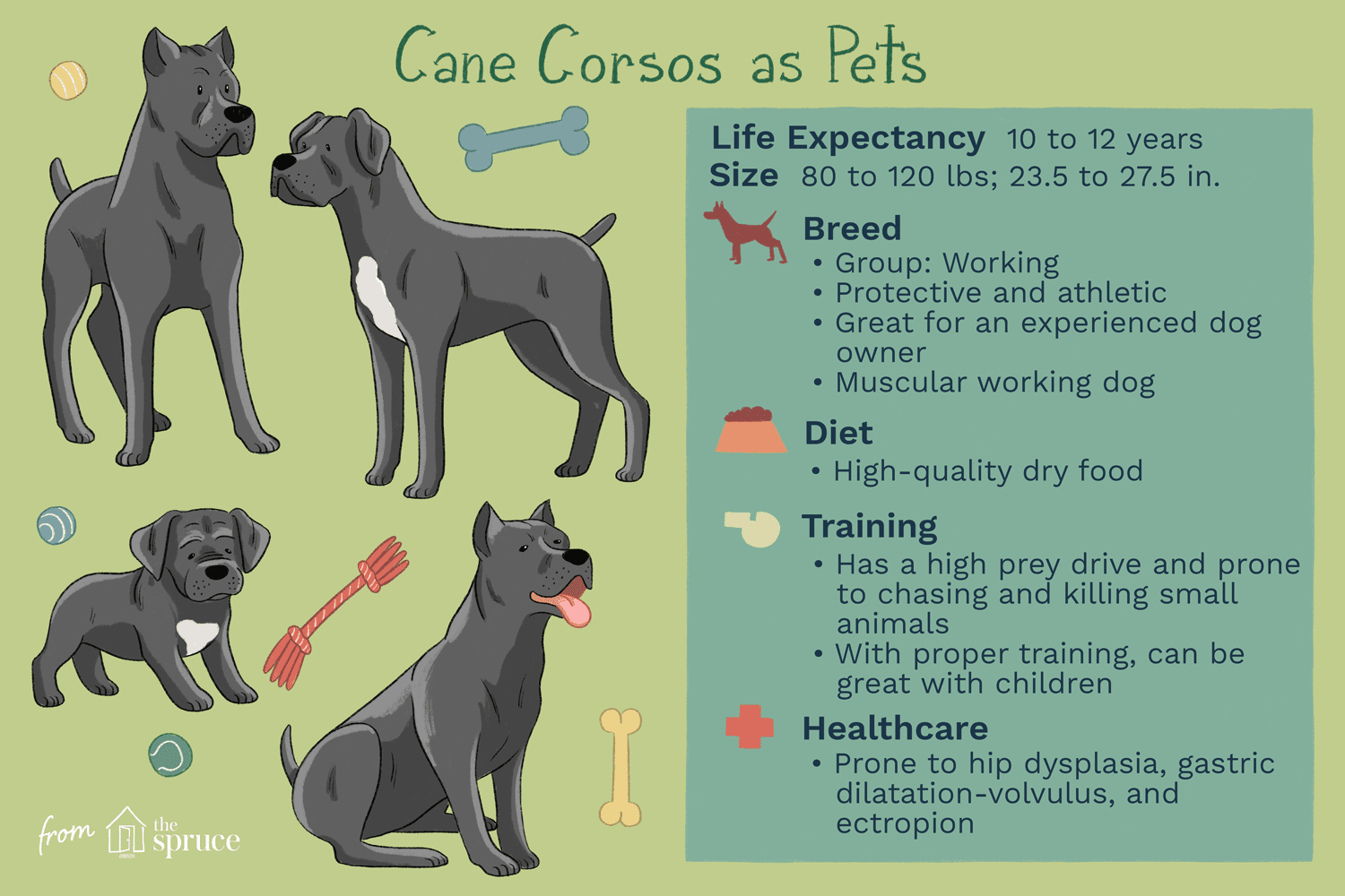 Cane corso :caractéristiques et soins de la race de chien