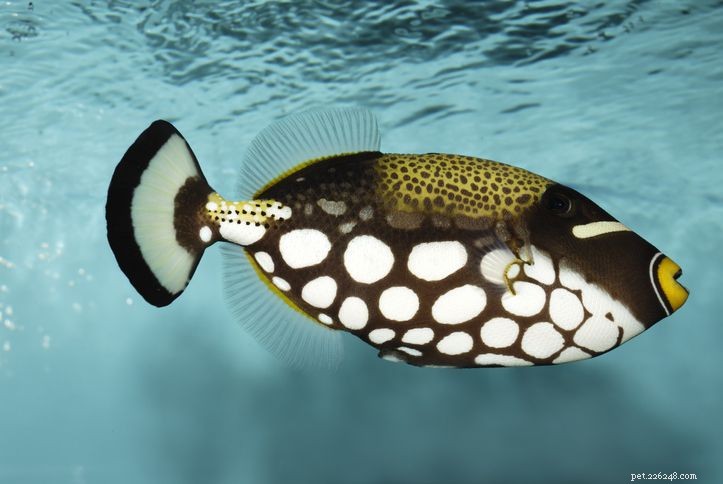 해수 수족관 물고기 호환성