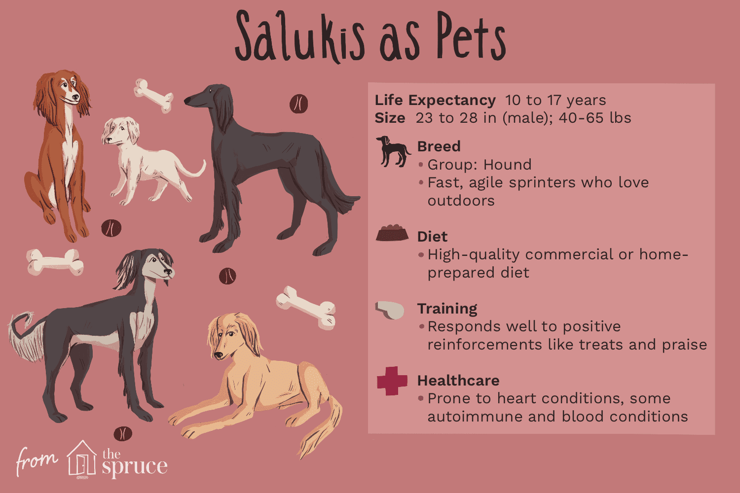 Saluki:perfil da raça do cão