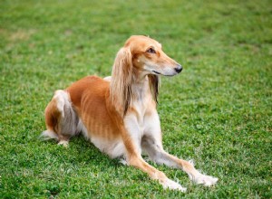 Saluki :profil de race de chien