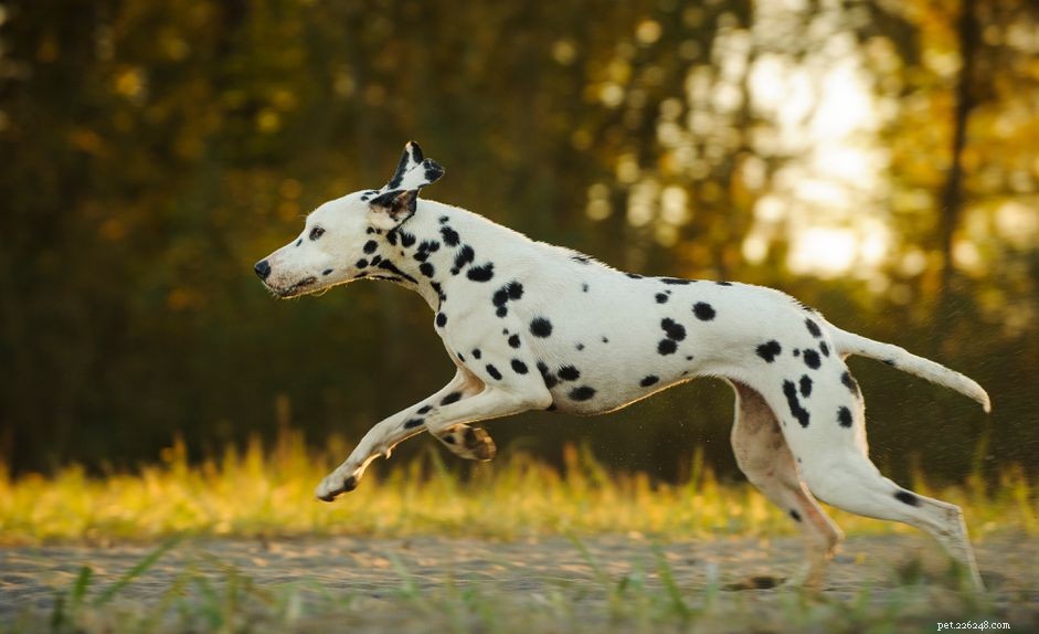 Dalmatiër:kenmerken en verzorging van hondenrassen