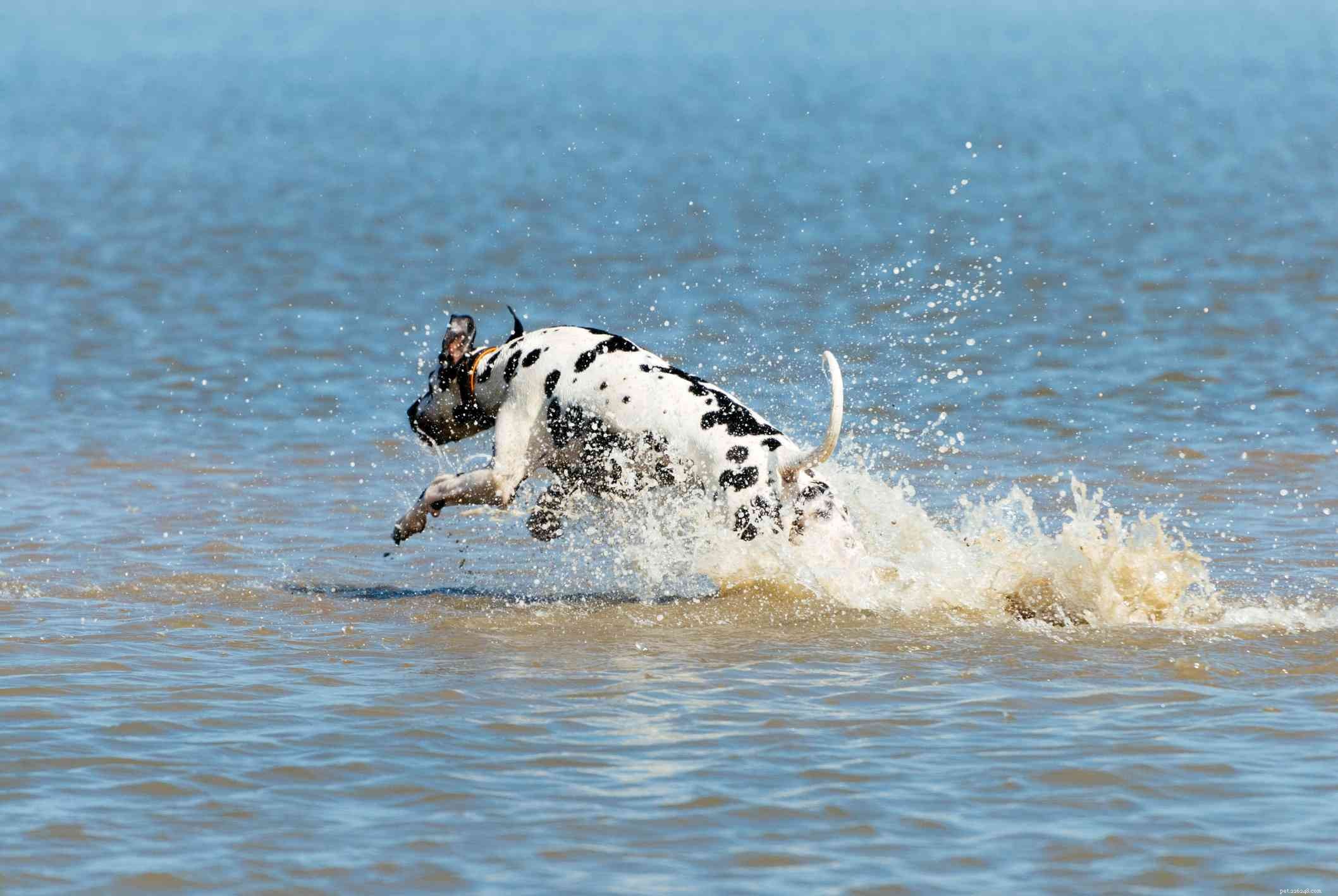Dalmatien :caractéristiques et soins de la race de chien 