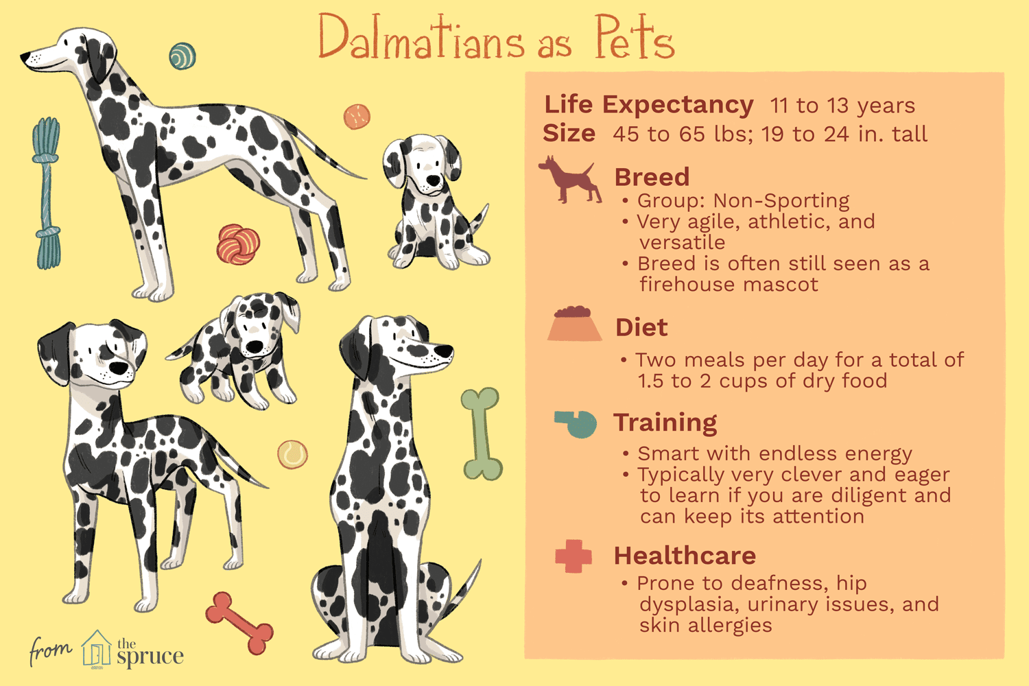 Dalmatiner:Hundrasegenskaper och skötsel