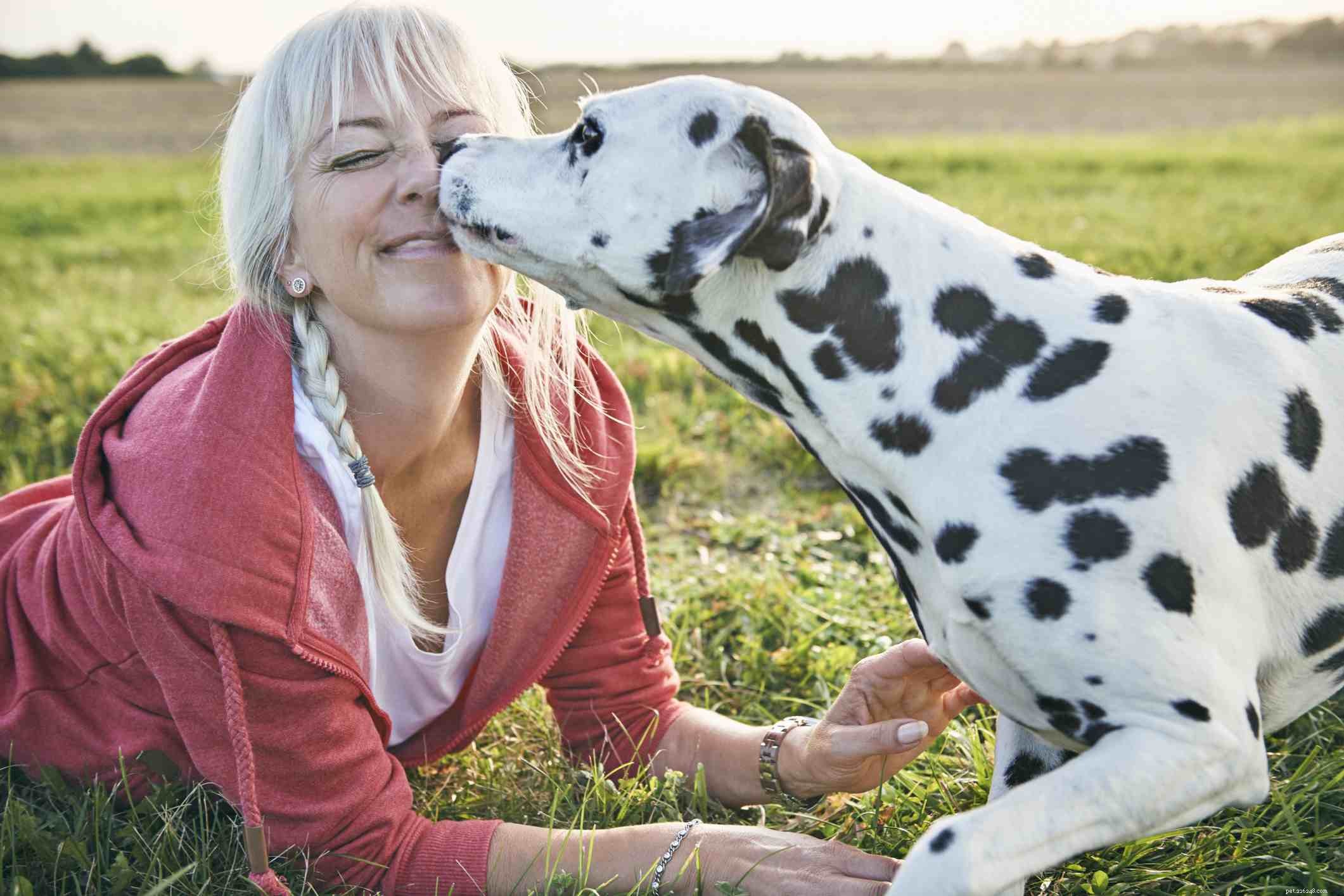 Dalmatien :caractéristiques et soins de la race de chien 