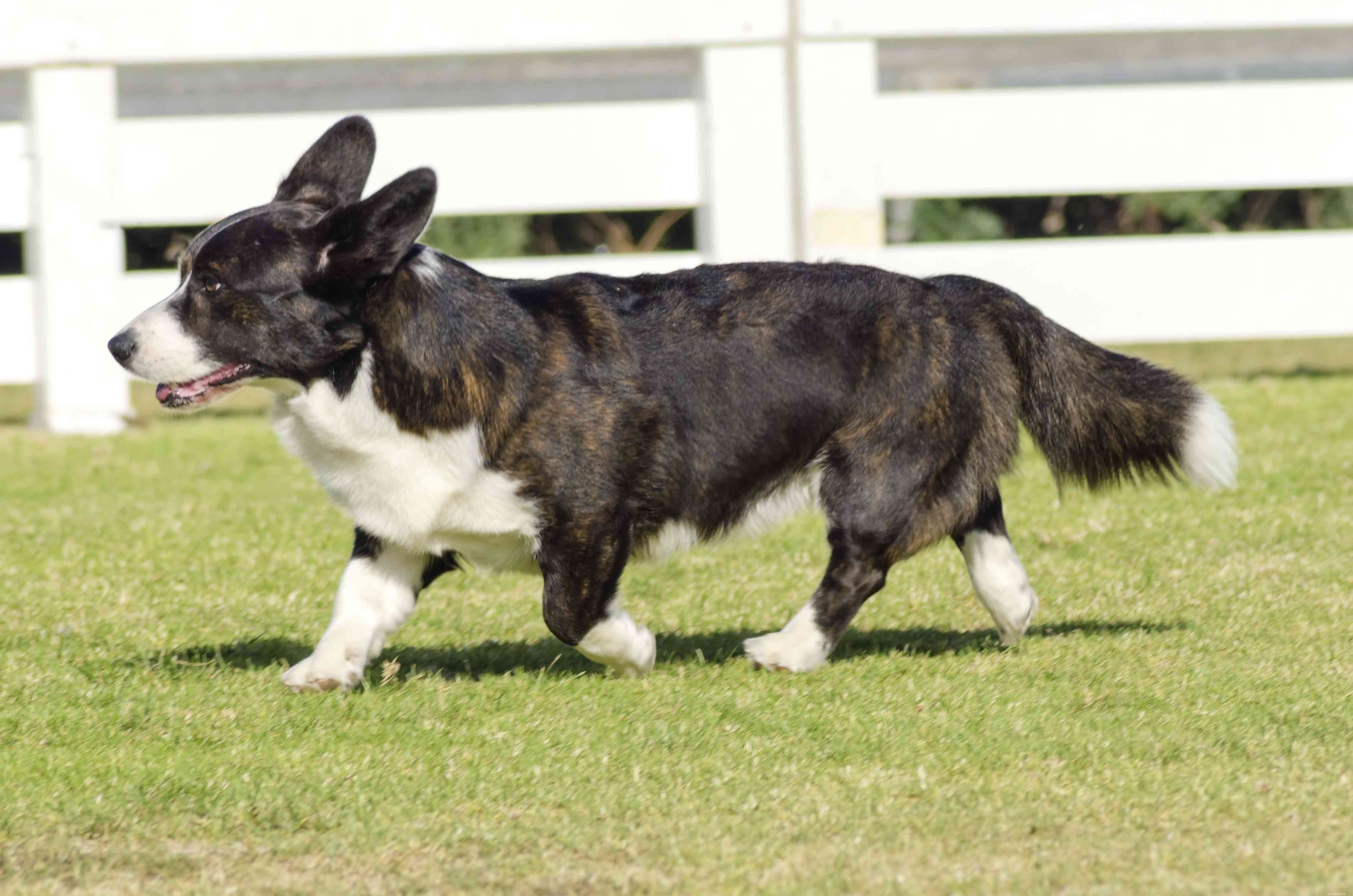 Cardigan Welsh Corgi:características e cuidados da raça do cão