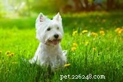 Barbet:kenmerken en verzorging van hondenrassen