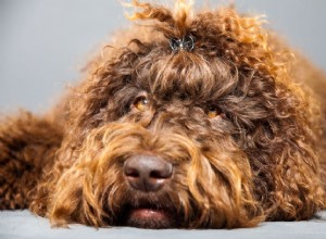 Барбет:характеристики породы собак и уход за ними